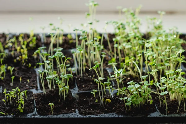 Seedlings. Cultivation In Ground Indoors Greenhouse. New Sprouts With Leaves From Earth. superfood and clean eating concept, — Stock Photo, Image