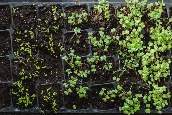 Zaailingen. Teelt In de grond binnenshuis broeikasgassen. Nieuwe spruiten met bladeren van de aarde. superfood en schoon eet concept, — Stockfoto