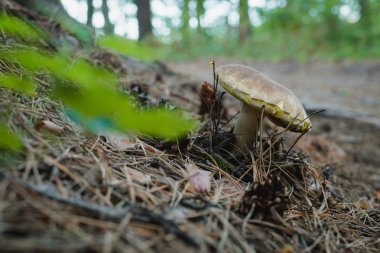 Ormanda büyüyen mantar