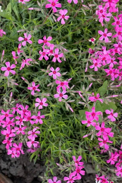 奥布里塔花 - 粉红色或紫色的小花。美丽的粉红色花背景 — 图库照片