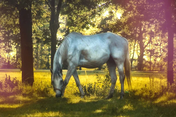 Vita Hästen Skogen — Stockfoto