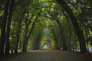 Parkta yeşil tünel