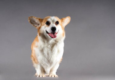 Gri zemin üzerine Galce Corgi