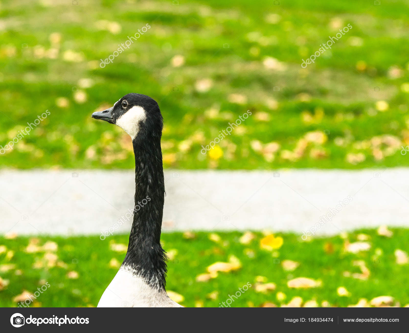 Canada Goose amarillo Canada Goose amarillo