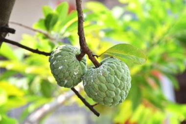ouple tatlı elma ağacı üzerinde