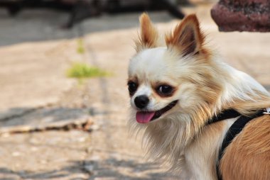 Chihuahua uzun saç onun kulaklarını işaret ve bana dönerek. Arka plan bulanık.