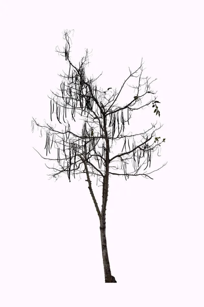 Altın duş ağaç daha az ama pek çok dalları ve uzun meyve yaprakları sonbaharda var. Ölü hayatta ama bu ağaç bak. Ağaç beyaz arka plan üzerinde. İzole ağaç.