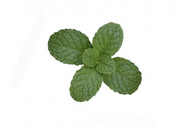 Beyaz arka plan üzerinde üst kısmındaki nane yaprakları.