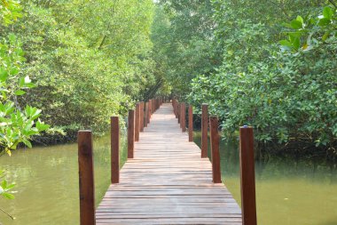 Rayong, Tayland, Thailand, bataklık ormanın ortasında ahşap yolu.