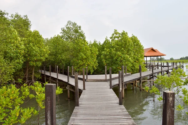 Kavşak ahşap köprü nehir ortasında. Arasında köprü bataklık orman vardır. Tereddüt etmeyin. Bir karar vermek için zamanı. Manzara.