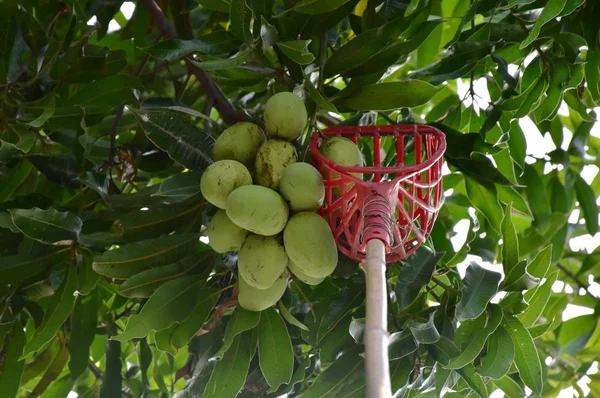 Mangoes are gathered by long-handled fruit-picker stick.