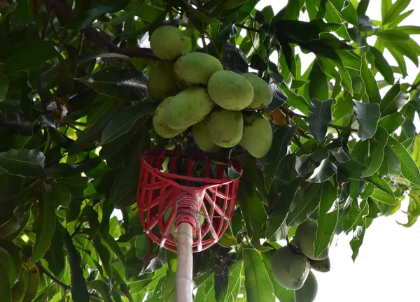 Mango uzun saplı meyve seçici sopa tarafından toplanmış bulunuyoruz.