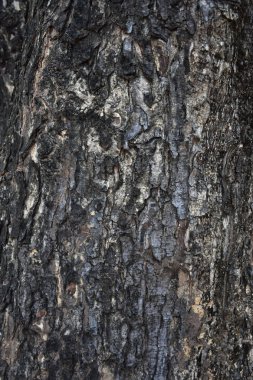 Eski ağaç kabuğu kadar kapatın.