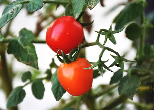 Fermer Tomate Rouge Sur Arbre Avec Des Feuilles — Photo