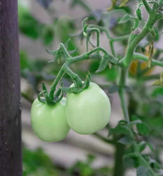 Close up green (raw) tomato on the tree with leaves.