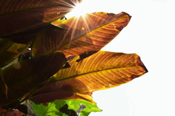 Утреннее Солнце Просмотре Большими Коричневыми Листьями Зеленый Левой Стороне Руки — стоковое фото
