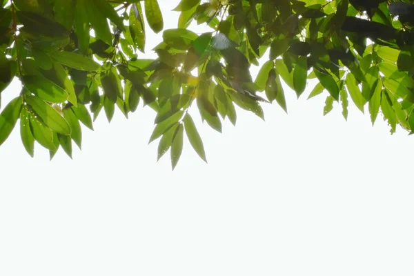 Yumuşak bulanıklık yaprakları bir bit bokeh beyaz arka plan, alt kısmı yukarıda metni için görmezden güneş neden etkilenen. 