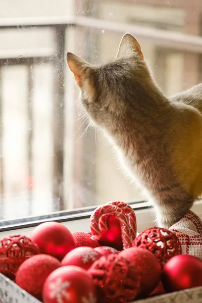 A gray cat is sitting by the window next to red Christmas toys