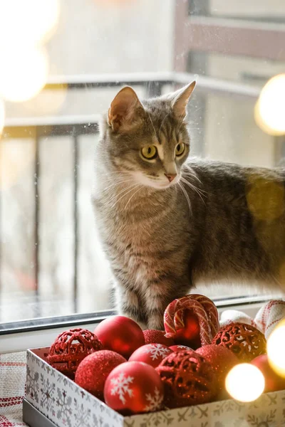 A gray cat is sitting by the window next to red Christmas toys