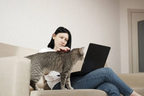 La fille utilise un ordinateur portable pour le travail à distance. Un chat gris est assis sur le canapé et surveille attentivement le travail du pigiste . — Photo