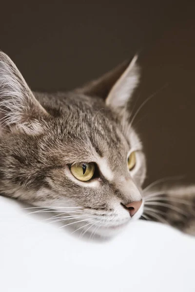 콧수염 노란색 성인짧은 고양이의 클로즈업 고양이는 탁자에 지켜본다 사진은 수의학 — 스톡 사진