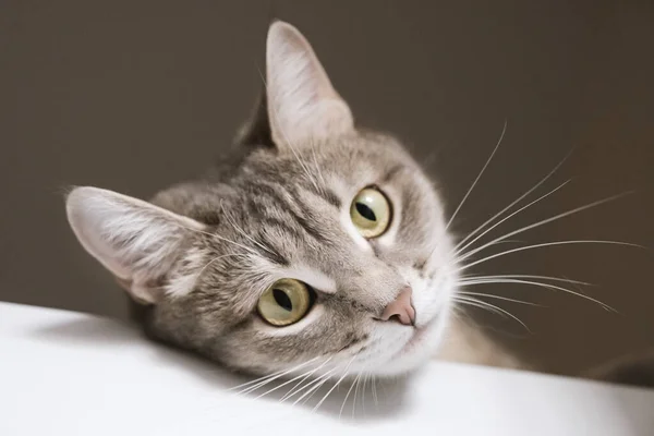 Retrato Close Gato Cinza Adulto Com Bigode Branco Olhos Amarelos — Fotografia de Stock