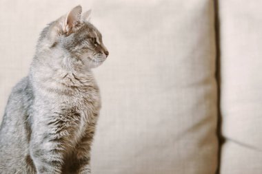 Gri bir tekir kedi evdeki bej bir kanepede oturur ve başka tarafa bakar. Güzel bir kedinin portresi. Kedi Günü konsepti.