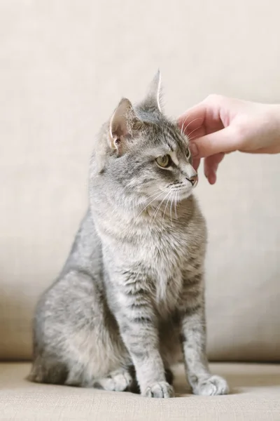 Ιδιοκτήτης Χαϊδεύει Την Γκρι Ριγέ Γάτα Του Μια Ικανοποιημένη Γάτα — Φωτογραφία Αρχείου