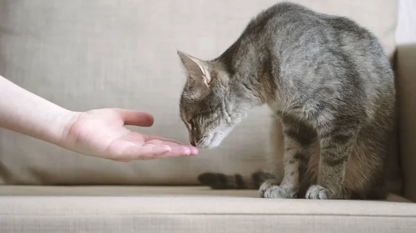 Grå Randig Katt Sitter Beige Soffa Och Sniffar Ägarhand Katten — Stockfoto