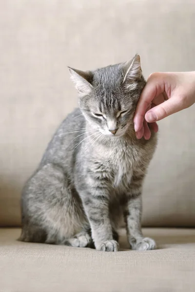 店主抚摸着他那只灰色条纹猫 知足的猫爱人类的黄鼠狼 猫信任主人 宠物和人类 爱护动物概念 — 图库照片