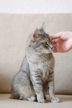 Sahibi gri çizgili kedisini okşar. Memnun bir kedi insan sansarını sever. Kedi sahibine güvenir. Evcil hayvan ve insan.