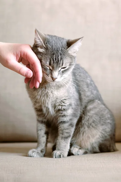 मालक त्याच्या राखाडी पट्टीच्या मांजरला मारहाण करतो. संतुष्ट मांजरीला मानवी विणकाम आवडते. मांजरीचा मालकावर विश्वास आहे. पाळीव प्राणी आणि मानवी . — स्टॉक फोटो, इमेज