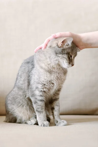 O dono acaricia seu gato listrado cinza. Um gato satisfeito adora uma doninha humana. O gato confia no dono. Animal de estimação e humano . — Fotografia de Stock