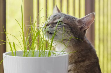 Gri tekir kedi taze yeşil ot ve yeşil yulaf kokluyor. Kedi otu, evcil ot. Hayvan bakımı, evcil hayvan konsepti için doğal gıda ve vitamin. Hayvanların Sağlığı