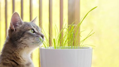 Gri tekir kedi taze yeşil ot ve yeşil yulaf kokluyor. Kedi otu, evcil ot. Hayvan bakımı, evcil hayvan konsepti için doğal gıda ve vitamin. Hayvanların Sağlığı