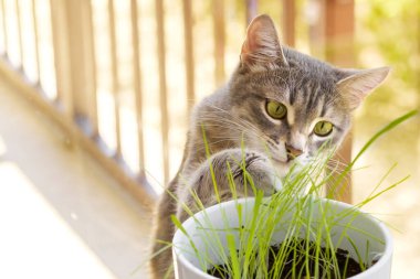 Meraklı kedi pençesi ve burnu ile yeşil kedi çimlerine dokunur. Kedi otu, evcil ot. Hayvan bakımı, evcil hayvan konsepti için doğal gıda ve vitamin. Hayvanların Sağlığı