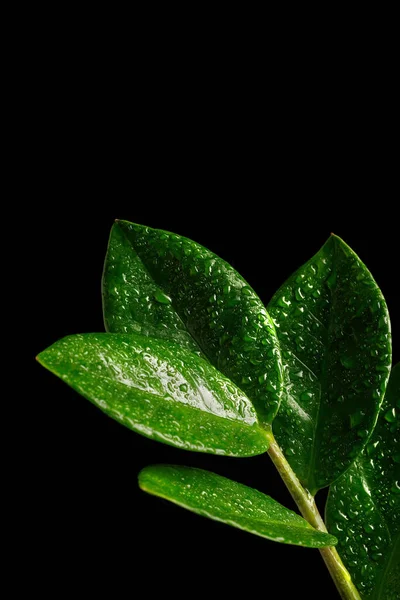 Zamioculcas Flor Zamiifolia Árbol Del Dólar Aislada Sobre Fondo Negro — Foto de Stock