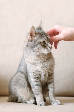 Sahibi gri çizgili kedisini okşar. Memnun bir kedi insan sansarını sever. Kedi sahibine güvenir. Evcil hayvan ve insan.