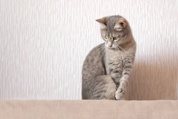 Μια γκρι γάτα κάθεται σε ένα μπεζ καναπέ στο σπίτι και κοιτάζει αλλού. Πορτρέτο μιας όμορφης γάτας. — Φωτογραφία Αρχείου