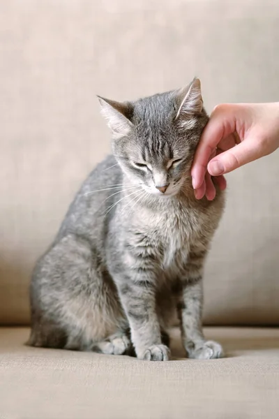 El dueño acaricia a su gato gris rayado. Un gato contento ama a una comadreja humana. El gato confía en el dueño. Mascotas y humanos . —  Fotos de Stock