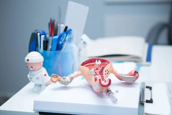 Kadın üreme sisteminin plastik modeli dokümanlar ve kağıtların arasında jinekoloğun masasında yatıyor.