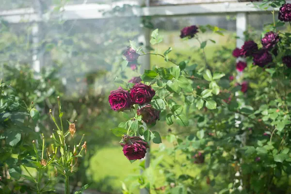 Rosier Serre Incroyable Floraison Fleurs Violettes Espace Copie — Photo