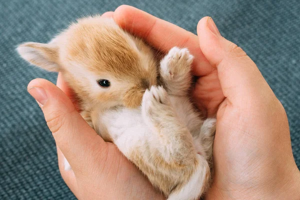 Close Hands Holding Small Brown Rabbit — Stock Photo, Image