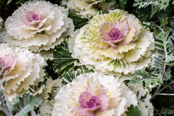 Decorative blooming white and purple cabbage. Five heads of cabbage blossoming in the garden — Stock Image Decorative Blooming White Purple Cabbage Five Heads Cabbage Blossoming Garden Royalty Free Stock Photos