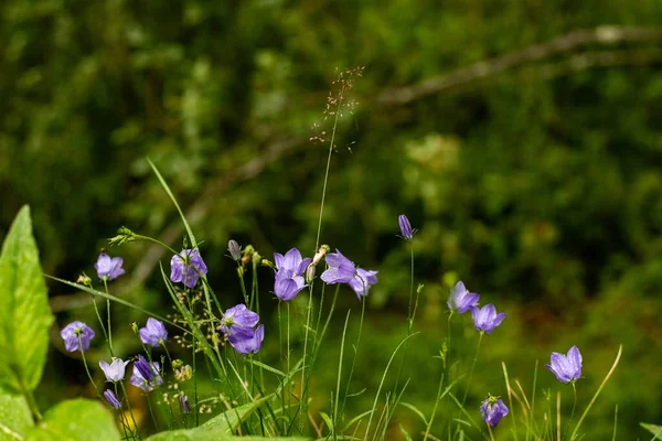 Primo Piano Campanule Blu Che Crescono Nella Natura Selvaggia Accanto — Foto Stock