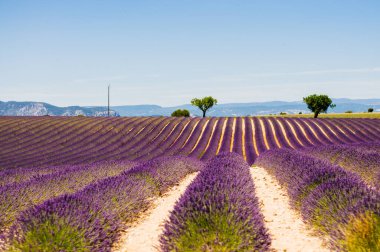 Provence 'de temmuz ayında bitkisel hayata giren bitmeyen lavanta ağaçları ve arka planda Alpler olan güzel kokular için dikildi.
