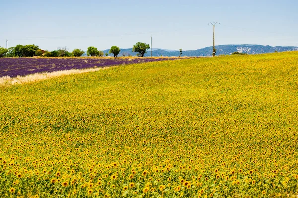 Virágzó Napraforgómező Néhány Virágzó Levendula Provence Ban Július Közepe — Stock Fotó