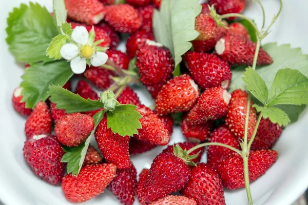 Fresas Frescas Silvestres Con Hojas Flores — Foto de Stock