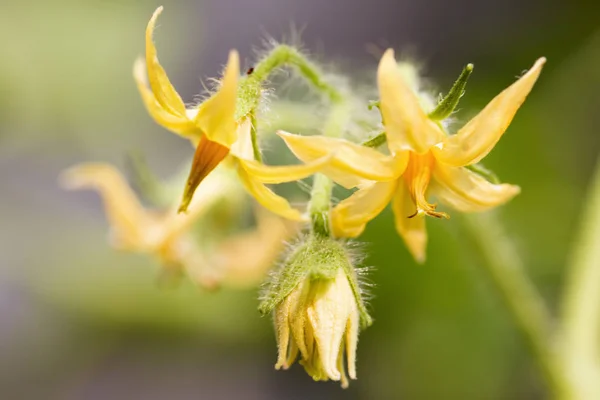 tomato-flowers