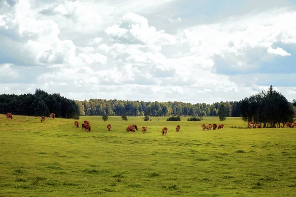 Free Range Wild Cattle — Stock Photo, Image